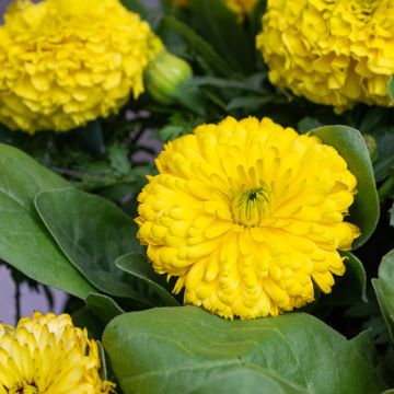 Kehäkukka Ball’s Golden Yellow (siemenet)