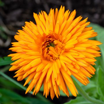 Kehäkukka Calexis Orange (siemenet)