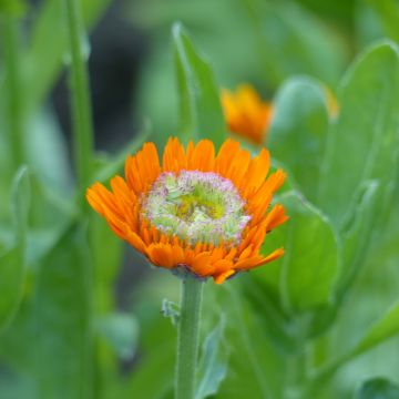 Kehäkukka Greenheart Orange (siemenet)
