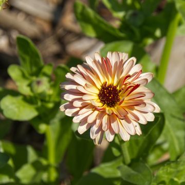 Kehäkukka Sunny Girl (siemenet)