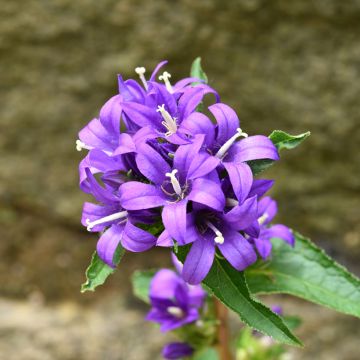 Peurankello Superba (siemenet)