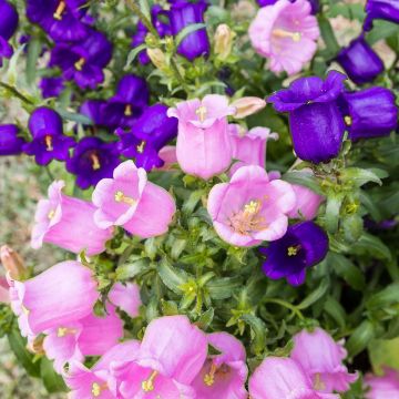 Maariankello Carillon suurikukkainen kerrottu (siemenet) - Campanula medium