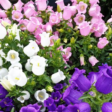 Maariankello Carillon sekoitus (siemenet) - Campanula medium