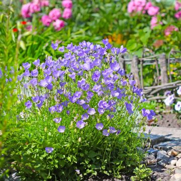 Karpaattienkello (siemenet) - Campanula carpatica