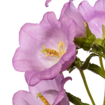 Maariankello Big Ben Lavender F1 (pilleröidyt siemenet)