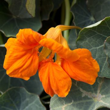 Pikkuköynnöskrassi Baby Orange (siemenet)