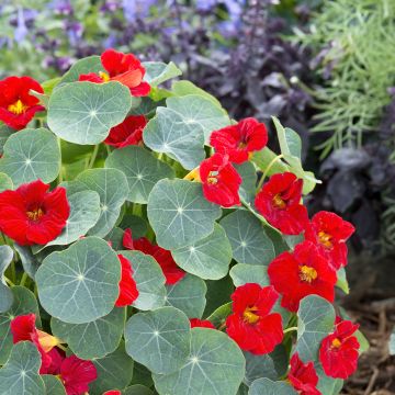 Pikkuköynnöskrassi Baby Red (siemenet)