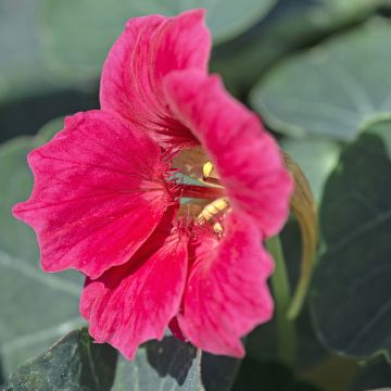 Pikkuköynnöskrassi Baby Rose (siemenet)