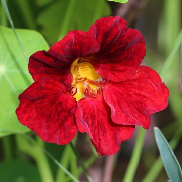 Isoköynnöskrassi Crimson Emperor (siemenet)