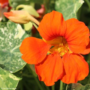 Köynnöskrassi Orange Troika (siemenet)