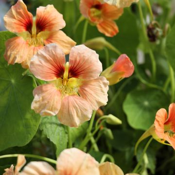 Isoköynnöskrassi Tip-Top Apricot (siemenet)