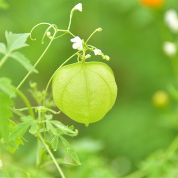 Rakkopalloköynnös (siemenet) - Cardiospermum halicacabum