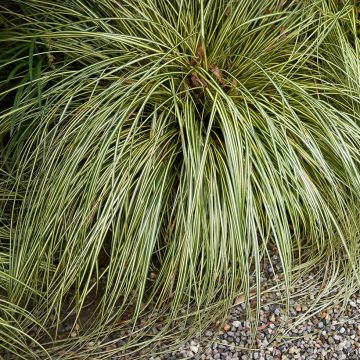 Pronssisara Amazon Mist (siemenet)