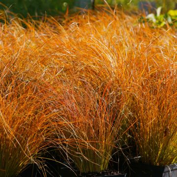 Sara Prairie Fire (siemenet)