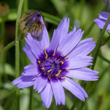 Sinikatana Amor Blue (siemenet)