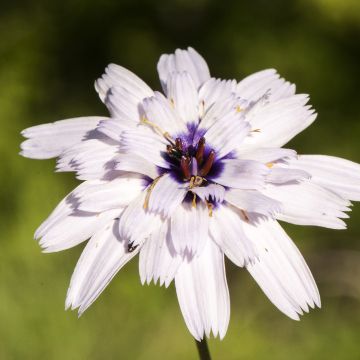 Sinikatana Bicolor (siemenet)