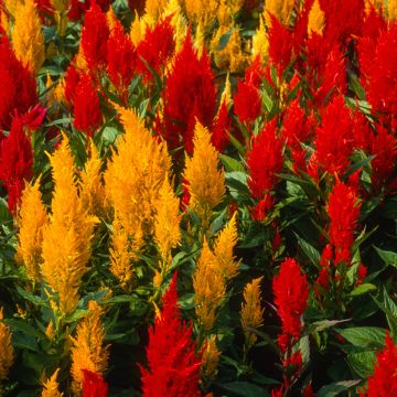 Kukonharja Fresh look Red & Yellow (siemenet)