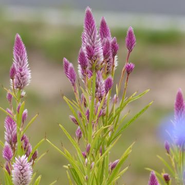 Kukonharja Flamingo Feather (siemenet)