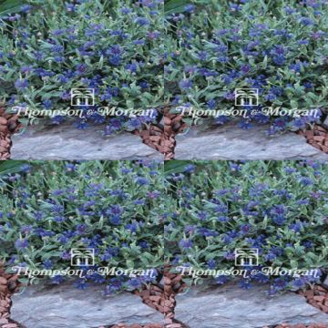 Kaunoki Trailing Blue Carpet (siemenet)