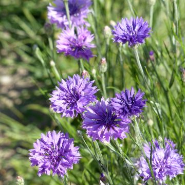 Ruiskaunokki Lady Mauve (siemenet)
