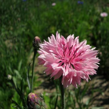Ruiskaunokki Pinkie (siemenet)