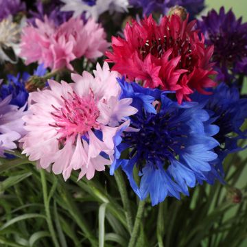 Ruiskaunokki Mix (siemenet) - Centaurea cyanus