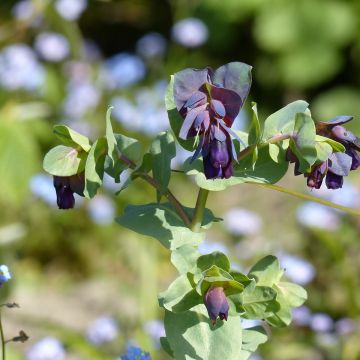 Isovahakukka Purpurescens Kiwi Blue (siemenet)