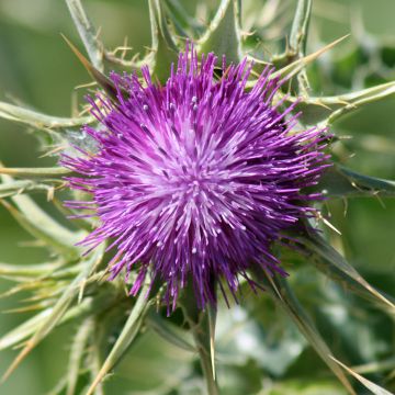 Maarianohdake (siemenet) - Silybum marianum