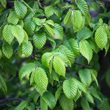 Valkopyökki (siemenet) - Carpinus betulus