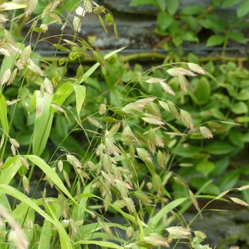 Nuokkutähkä (siemenet) - Chasmanthium latifolium