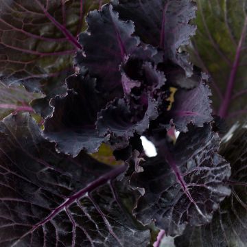 Koristekaali Black Leaf F1 (siemenet)