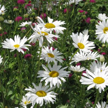 Peikonkakkara Snow Daisy (siemenet)