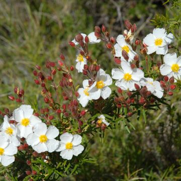 Kaitakistus (siemenet) - Cistus monspeliensis