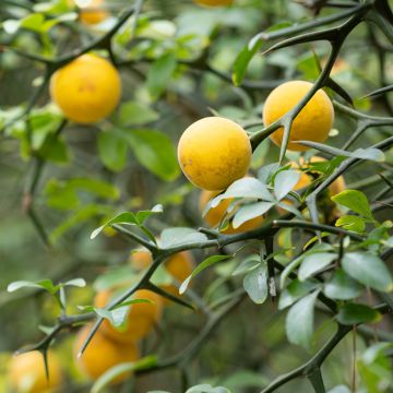 Kiinansormisitrus (siemenet) - Poncirus trifoliata