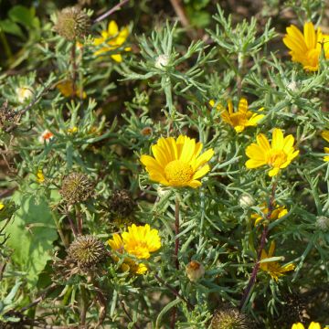 Cladanthus arabicus Golden Crown (siemenet)