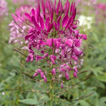 Otahämähäkkikukka Violet Queen (siemenet)