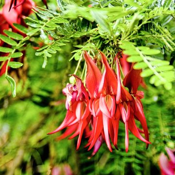 Papukaijannokka (siemenet) - Clianthus puniceus