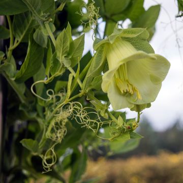 Kelloköynnös Alba (siemenet)