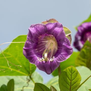 Kelloköynnös Violet Blue Bells (siemenet)