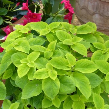 Isokirjopeippi Mezmerize Bright Green (siemenet)