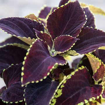Isokirjopeippi Mezmerize Chocolate Lime Edge (siemenet)