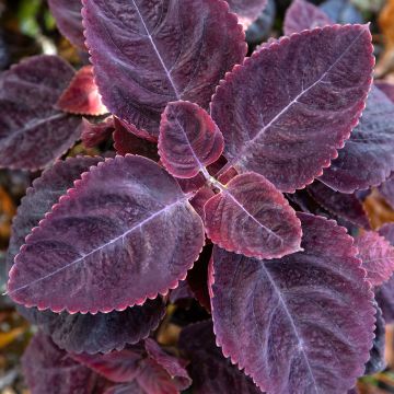 Isokirjopeippi Mezmerize Rusty Red (siemenet)