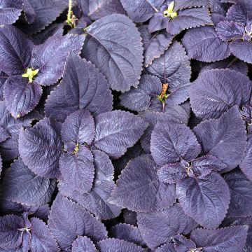 Isokirjopeippi Palisandra (siemenet)