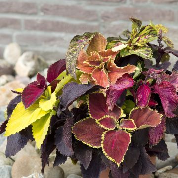 Isokirjopeippi Pinto Mix (siemenet)
