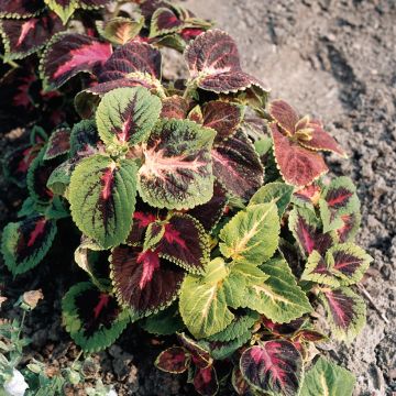 Isokirjopeippi Rainbow (siemenet)