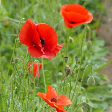 Silkkiunikko luomu (siemenet) - Papaver rhoeas