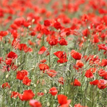 Silkkiunikko (siemenet) - Papaver rhoeas