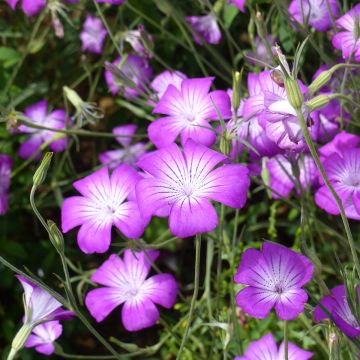 Isoaurankukka Purple Queen (siemenet)