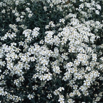 Nukkahärkki (siemenet) - Cerastium biebersteinii