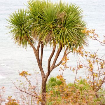 Liljapuut (siemenet) - Cordyline australis